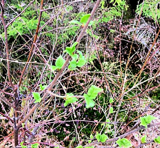 94333465_234051384476328_1245001205386575872_n