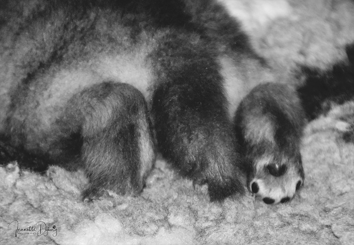 DSC_2845 (2) blandat