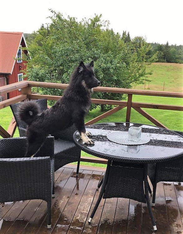 116581278_335785707825327_750291559977635157_n